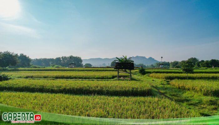 Kementerian ATR/BPN Dukung Swasembada Pangan Lewat Penguatan Kebijakan LBS, LP2B, dan LSD