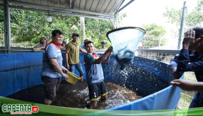 Kelompok Nelayan Binaan CSR Pertamina Patra Niaga Kilang Dumai Konsisten Panen Ikan Nila Salin, Wujud Pemberdayaan Ekonomi Berkelanjutan Masyarakat Pesisir