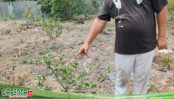 Manisnya PT PHR, Semanis Buah Jeruk Manis