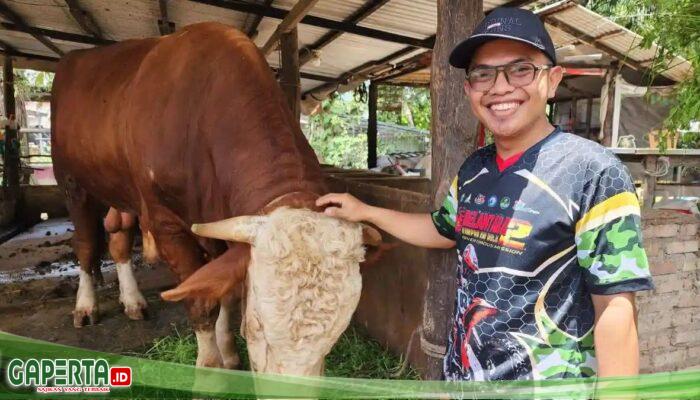 Sesuai Namanya, Samson Jadi Sapi Terberat di Dumai, Terpilih Sebagai Kurban Presiden Prabowo Tahun 2026