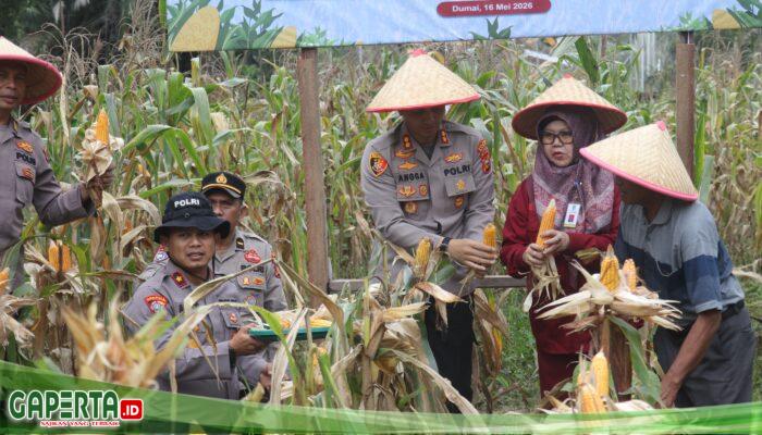 Polres Dumai Panen Raya Jagung Pipil 1 Ton di Bukit Batrem