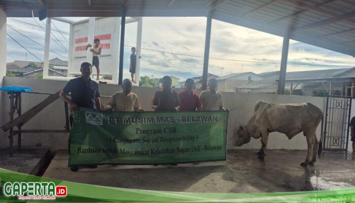 PT Musim Mas Potong 2 Ekor Sapi Di Idul Adha 1447 H Untuk Disalurkan Pada Masyarakat Sekitar Perusahaan