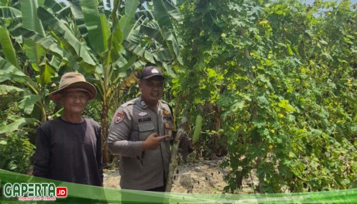 Giat Bhabinkamtibmas Polsek Sungai Sembilan Dalam Mendukung Program Ketahanan Pangan Nasional