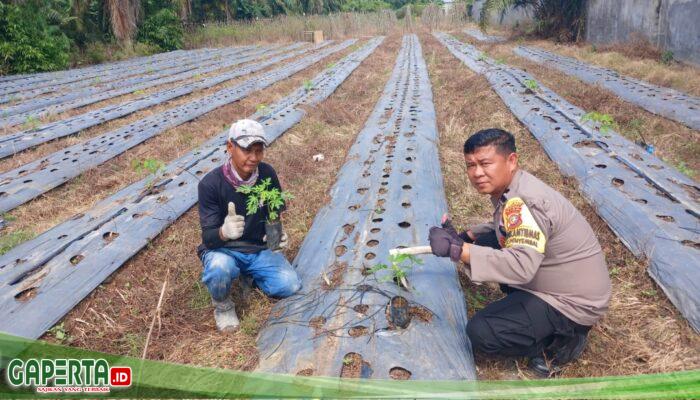 Bhabinkamtibmas Tanjung Penyembal Cek Lahan Ketahanan Pangan 0,5 Hektare