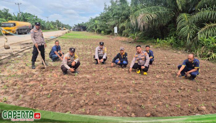 Polsek Sungai Sembilan Cek Pertumbuhan Jagung Pipil di Lahan Warga Lubuk Gaung