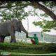 Harmoni di Tanah Balai Raja, Saat Sang Gajah dan Manusia Berbagi Ruang Kehidupan