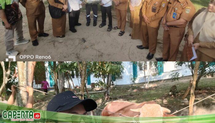 Sah, Sapi Bantuan Presiden Idul Adha 1447 H/2026 M, Samson Simmental Milik Hasan Diserahkan ke Masjid Agung Al Mannan Bagan Besar