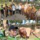 Sah, Sapi Bantuan Presiden Idul Adha 1447 H/2026 M, Samson Simmental Milik Hasan Diserahkan ke Masjid Agung Al Mannan Bagan Besar