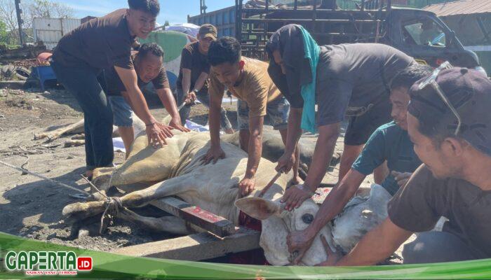 Idul Adha 1447H, PT Prima Indonesia Logistik Adakan Pemotongan Hewan Qurban