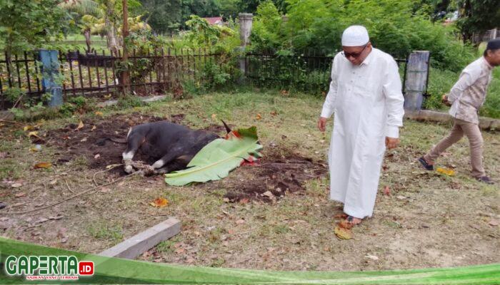 3 Sapi dan 2 Ekor Domba, Kurban Kantor Camat Dumai Timur Idul Adha 1447 H/2026 M