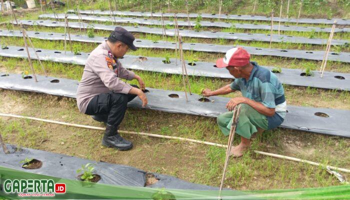 Polres Dumai Dukung Ketahanan Pangan, Kanit Binmas Sambangi Pembibitan Cabe Merah di Teluk Makmur