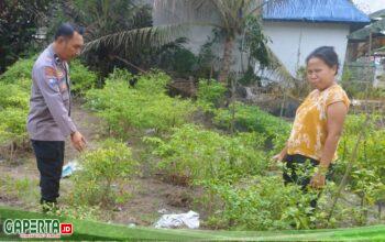Giat Bhabinkamtibmas bersama Petani Cek Pekarangan Pangan Bergizi Dukung Ketahanan Pangan Nasional