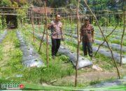 Giat Bhabinkamtibmas Bersama Petani Cek Pekarangan Pangan Bergizi Dukung Ketahanan Pangan Nasional