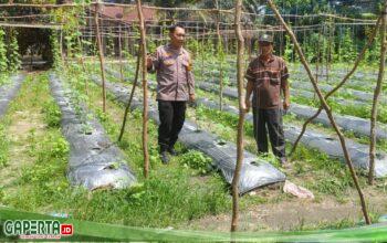 Giat Bhabinkamtibmas Bersama Petani Cek Pekarangan Pangan Bergizi Dukung Ketahanan Pangan Nasional