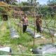 Giat Bhabinkamtibmas Bersama Petani Cek Pekarangan Pangan Bergizi Dukung Ketahanan Pangan Nasional