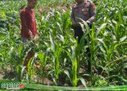 Polsek Kawasan Pelabuhan dampingi Kelompok Tani Tuah Brata Pangan Cek Tanaman Jagung