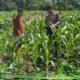 Polsek Kawasan Pelabuhan dampingi Kelompok Tani Tuah Brata Pangan Cek Tanaman Jagung