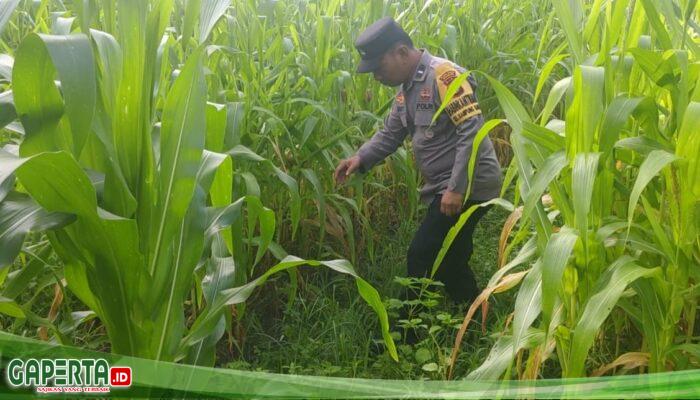 Bhabinkamtibmas Kampung Baru Cek Lahan Jagung Pipil