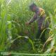 Bhabinkamtibmas Kampung Baru Cek Lahan Jagung Pipil