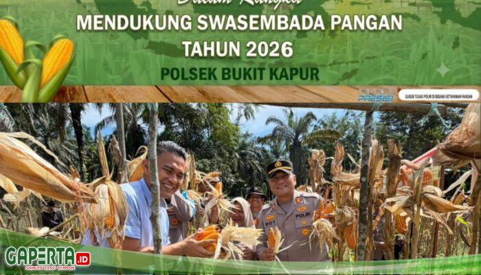 Panen Raya Jagung Kuartal III Polsek Bukit Kapur, 1 Ton Swasembada Pangan 2026