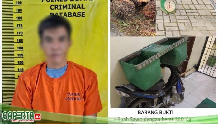 Polsek Medang Kampai Berhasil Ungkap Kasus Pencurian Buah Sawit, Seorang Pria Diamankan