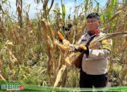 Dukung Program Nasional, Polsek Sungai Sembilan Panen Jagung Pipil