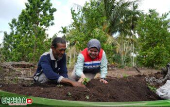Pokmas Alam Tani Binaan PPN Kilang Dumai Tanam 1.000 Bibit Kopi Robusta