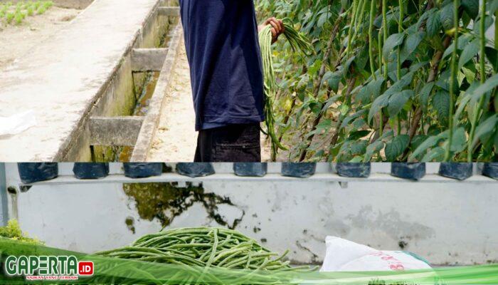 Perkuat Program Ketahanan Pangan, Rutan Dumai Kembali Panen Kacang Panjang