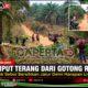 Menjemput Terang dari Gotong Royong, Warga Segok Seboi Bersihkan Jalur Demi Harapan Listrik PLN